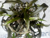 ADA 紅螺旋椒草 Cryptocoryne spiralis red IC195